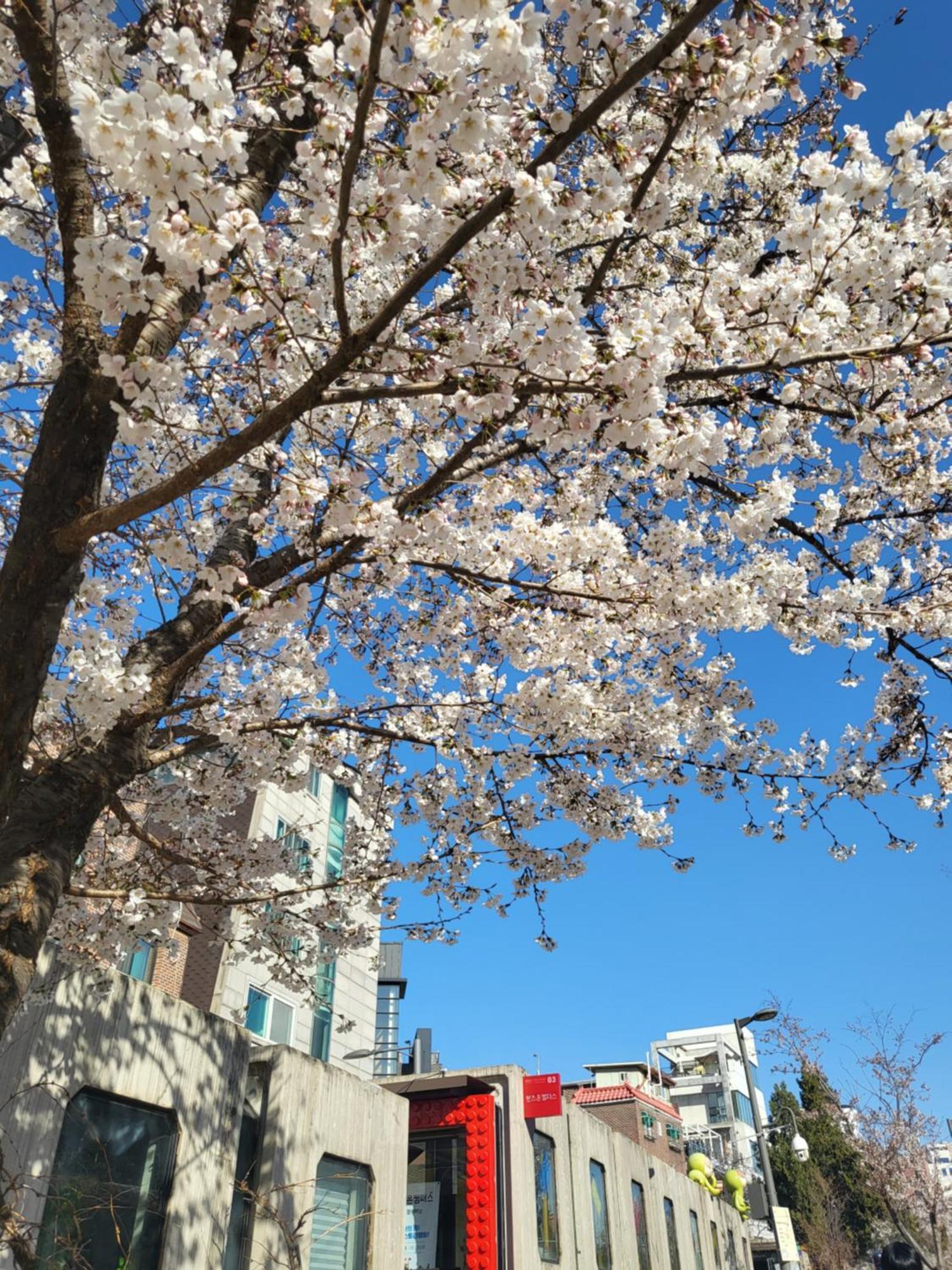 Apartment Hongdae # S101 *